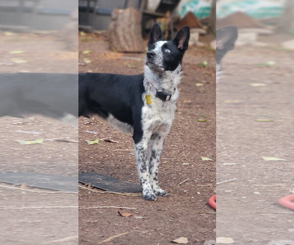 Medium Photo #2 Mutt Puppy For Sale in Sandy, UT, USA