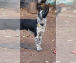 Small Photo #2 Mutt Puppy For Sale in Sandy, UT, USA