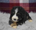 Small Photo #5 Bernedoodle Puppy For Sale in ARCANUM, OH, USA