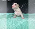 Small #18 Boston Terrier
