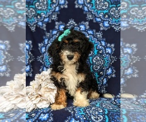 Bernedoodle (Miniature) Puppy for sale in OXFORD, PA, USA