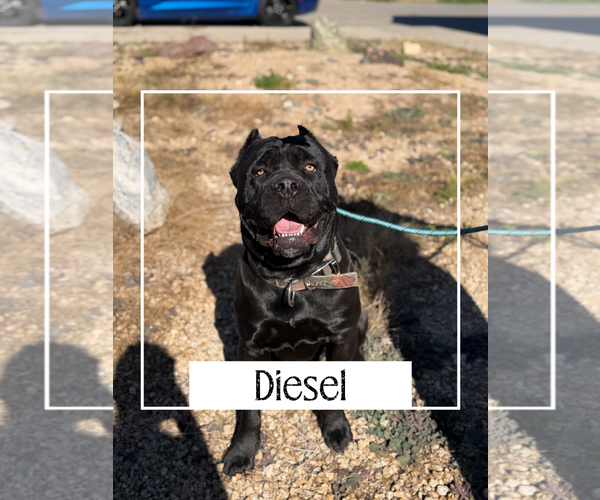 Medium Photo #2 Mutt Puppy For Sale in Goodyear, AZ, USA