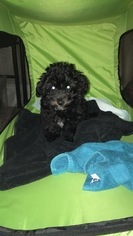 Maltipoo Puppy for sale in FOREST, VA, USA