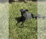 Small #4 Mutt