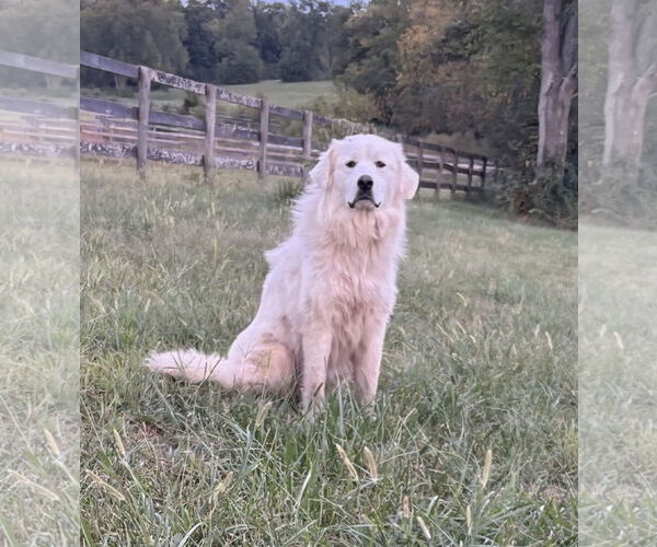 Medium Photo #4 Great Pyrenees Puppy For Sale in Croydon, NH, USA