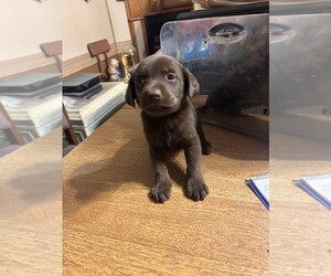 Medium Labrador Retriever