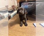 Puppy Maroon Collar Labrador Retriever