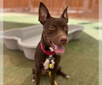 Small #1 American Pit Bull Terrier Mix