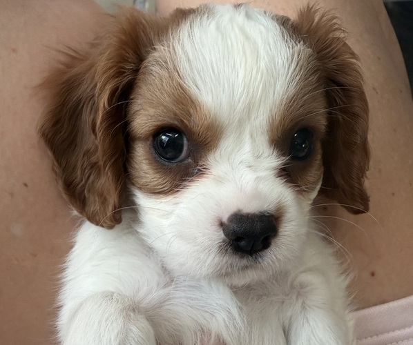 Medium Photo #24 Cavalier King Charles Spaniel Puppy For Sale in PARKER, CO, USA