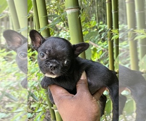 French Bulldog Puppy for sale in STONE MOUNTAIN, GA, USA