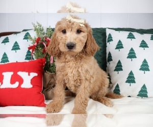 Goldendoodle Puppy for sale in LAKE RONKONKOMA, NY, USA