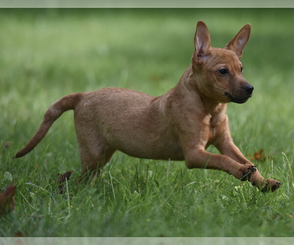 Medium Photo #8 Chiweenie Puppy For Sale in Mechanicsburg, PA, USA