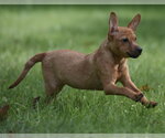 Small #7 Chiweenie