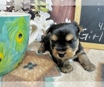 Small #7 Yorkshire Terrier