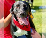 Small #12 Labrador Retriever Mix