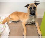 HOLT - Male German Shepherd Dog-Unknown Mix Dog for Adoption - Small photo