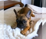 Puppy 3 French Bulldog