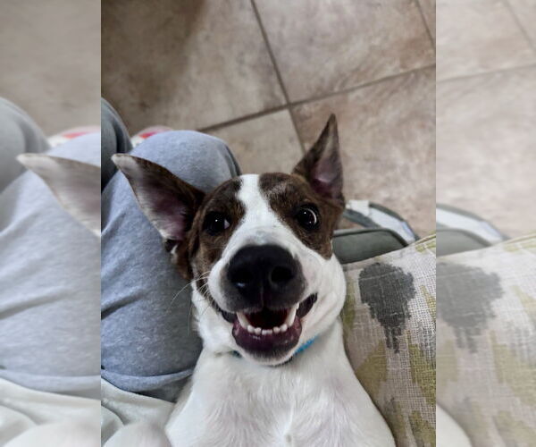 Medium Photo #10 Mutt Puppy For Sale in Oak Bluffs, MA, USA