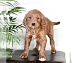 Small Photo #3 Goldendoodle (Miniature) Puppy For Sale in LITITZ, PA, USA
