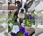 Small #1 Boston Terrier
