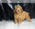 Small #6 Poodle (Toy)