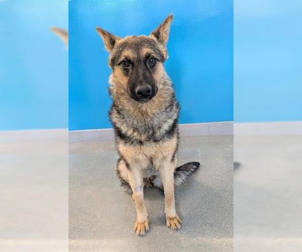 Medium Photo #1 German Shepherd Dog-Unknown Mix Puppy For Sale in San Martin, CA, USA