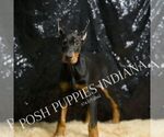 Small Photo #55 Doberman Pinscher Puppy For Sale in WARSAW, IN, USA
