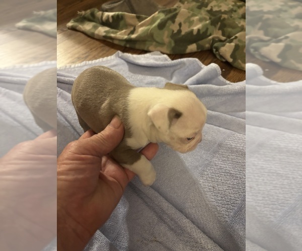 Medium Photo #2 Boston Terrier Puppy For Sale in HOWELL, NJ, USA