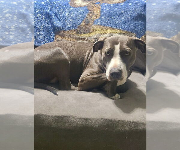 Medium Photo #18 American Pit Bull Terrier-Labrador Retriever Mix Puppy For Sale in Brewster, NY, USA