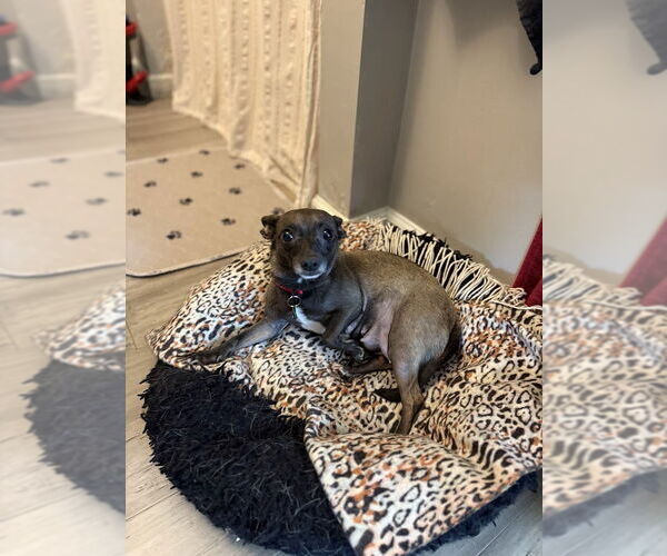 Medium Photo #4 Chiweenie Puppy For Sale in Shermans Dale, PA, USA