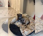 Small #3 Chiweenie