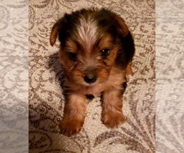 Medium Photo #1 Yoranian-Yorkshire Terrier Mix Puppy For Sale in HUDDLESTON, VA, USA