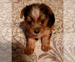 Small Yoranian-Yorkshire Terrier Mix