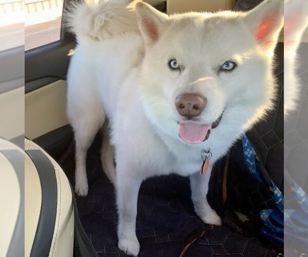 Medium Photo #7 Siberian Husky-Unknown Mix Puppy For Sale in Carrollton, TX, USA
