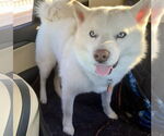 Small #6 Siberian Husky Mix