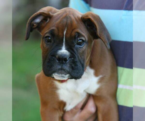 Medium Photo #1 Boxer Puppy For Sale in PINE GROVE, PA, USA