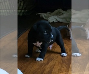 American Staffordshire Terrier-Saint Bernard Mix Dog for Adoption in AKRON, Ohio USA