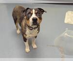 Small American Pit Bull Terrier-Catahoula Leopard Dog Mix