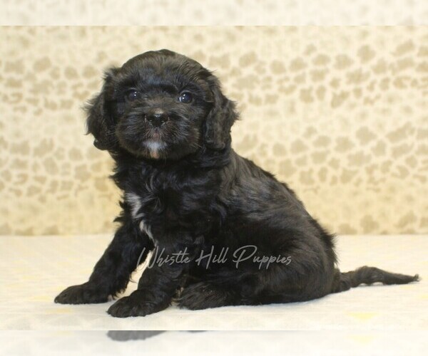 Medium Photo #5 Cavapoo Puppy For Sale in DENVER, PA, USA