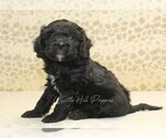 Small #4 Cavapoo