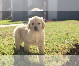 Golden Retriever Puppy for sale in WESTLAKE VILLAGE, CA, USA