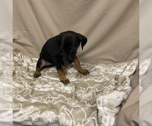 Doberman Pinscher-Unknown Mix Dogs for adoption in Modesto, CA, USA