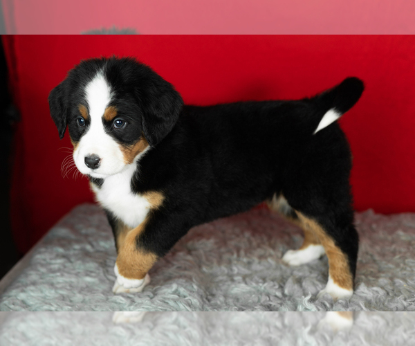 Medium Photo #5 Bernese Mountain Dog Puppy For Sale in MILLERSBURG, IN, USA