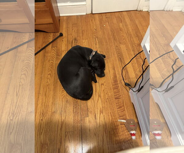 Medium Photo #2 American Staffordshire Terrier-Labrador Retriever Mix Puppy For Sale in Holly Springs, NC, USA