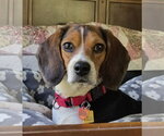 Small #6 Beagle