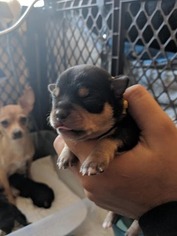 Chihuahua Puppy for sale in GLEN BURNIE, MD, USA