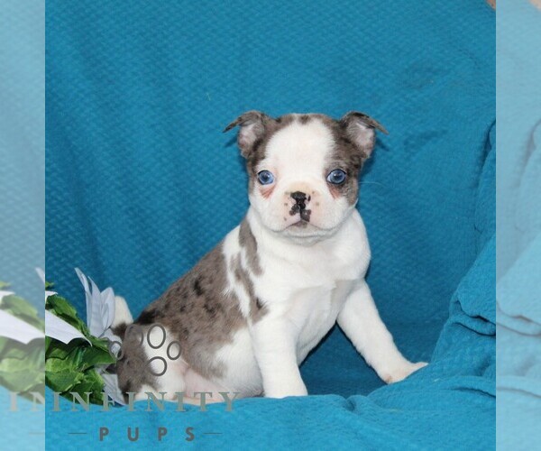 Medium Photo #1 Boston Terrier Puppy For Sale in QUARRYVILLE, PA, USA