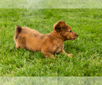 Small #7 Dachshund