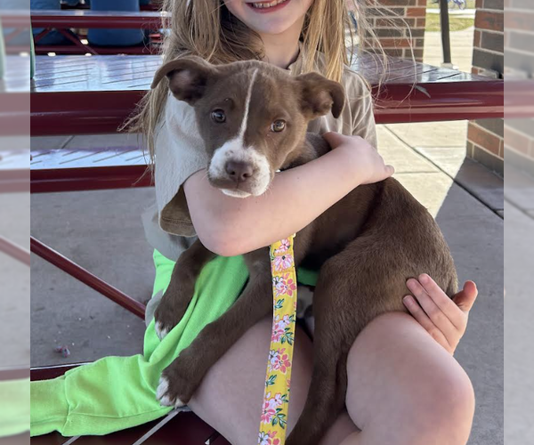 Medium Photo #2 Mutt Puppy For Sale in Plainfield, IL, USA