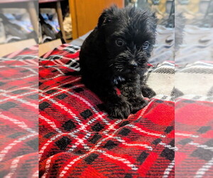 Schnauzer (Miniature) Puppy for sale in PARSONS, TN, USA